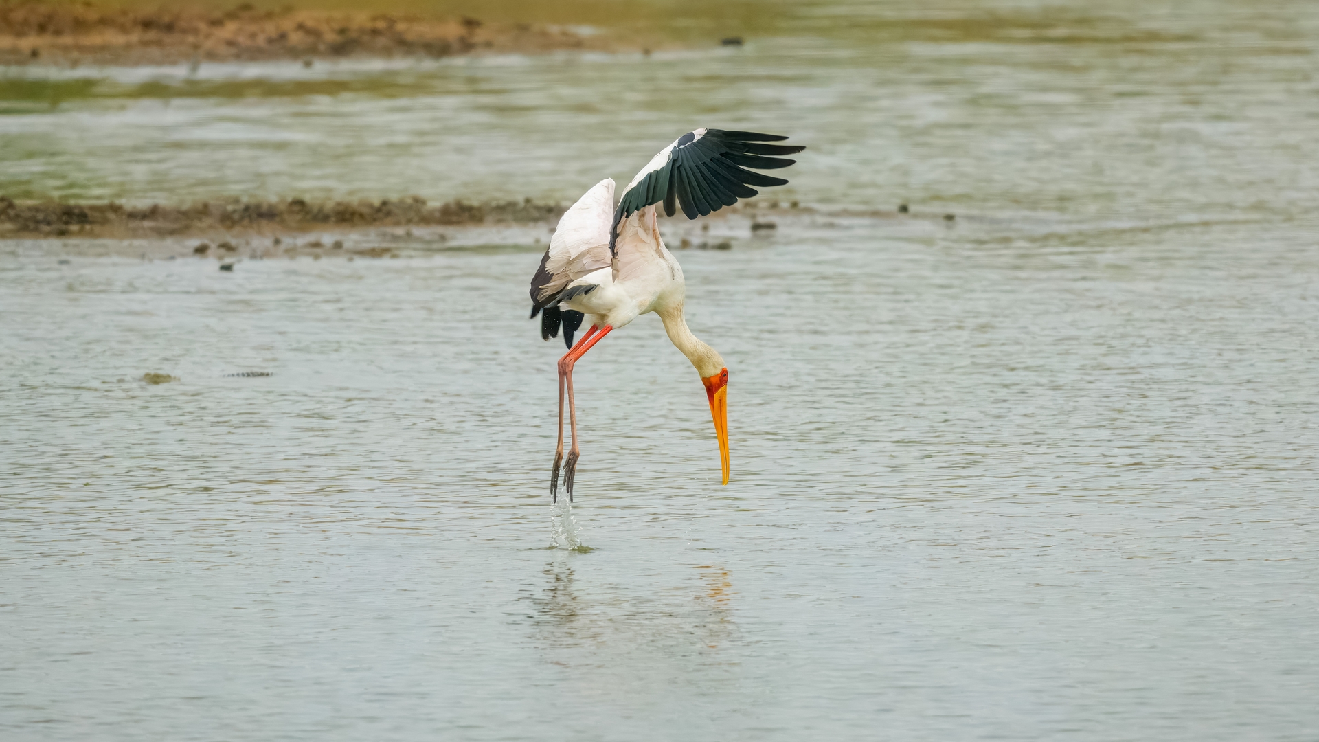 Kruger25 2025 10 30 13 15 38 ILCE 1M2 109